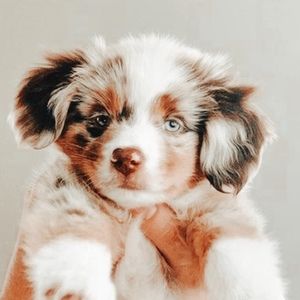 Meet your Posher, Clara